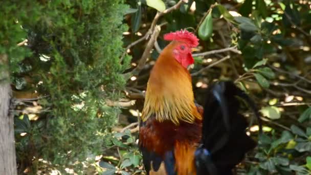 Rooster with red crest singing in a park — Stock Video