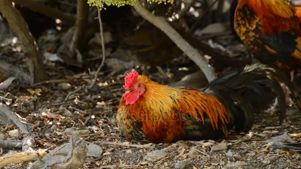 Coq avec crête rouge assis dans le poulailler — Video