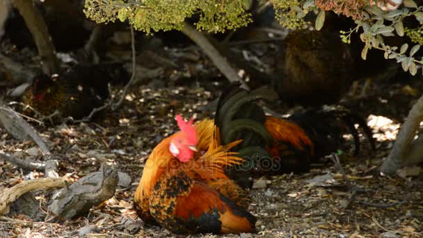 Gallo con cresta rossa sul pollaio che canta, canto del gallo — Video Stock