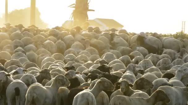 Κοπάδι πρόβατα που περπατούν στο ηλιοβασίλεμα — Αρχείο Βίντεο