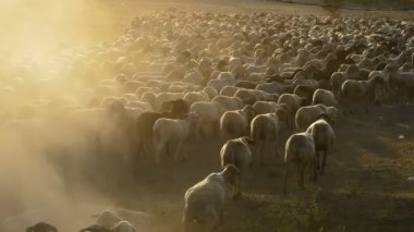 Gün batımında yürüyüş sığır koyun