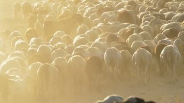 Hayvancılık, günbatımında yürüyüş sığır koyun