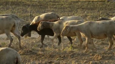 Yürüyüş ve gün batımında otlatma koyun sürüsü