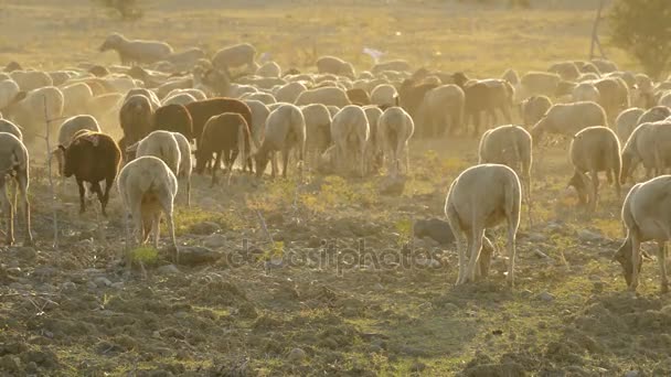 Gregge di pecore che camminano e pascolano al tramonto, bestiame — Video Stock