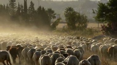 Toz bulutu içinde günbatımında taşınıyor koyun sürüsü