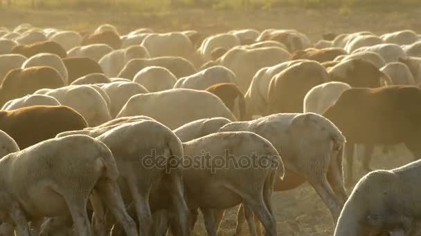 Livestock, cattle sheep walking and grazing at sunset — Stock Video