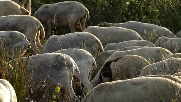Вівці в зграї ходять і пасуться на заході сонця — стокове відео