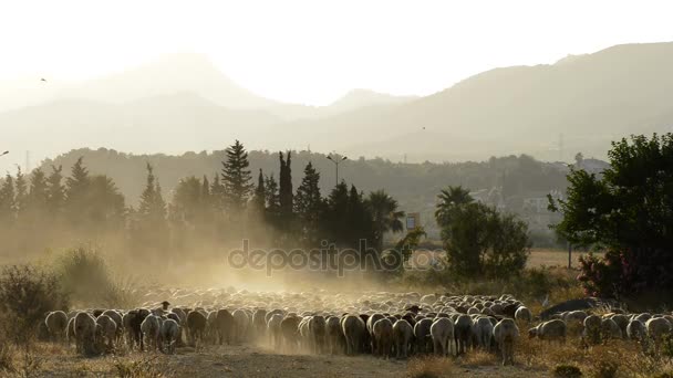 Flock of sheep moving away in a cloud of dust at sunset — Stock Video