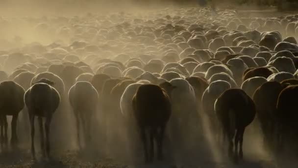 Séta a naplemente egy nagy porfelhő, állatállomány szarvasmarha birkák — Stock videók