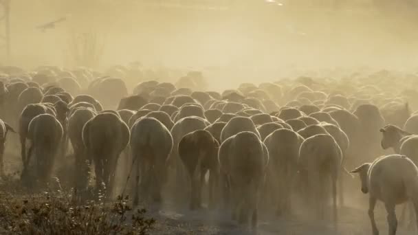 Зграя овець, що йдуть на заході сонця в хмарі пилу — стокове відео