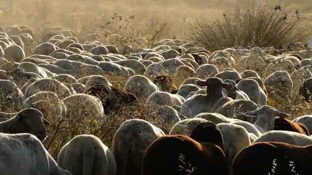Стадо овец, пасущихся на закате — стоковое видео