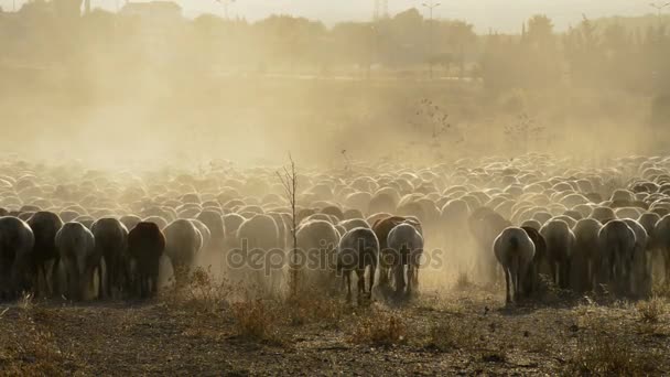 Pecuária, gado ovino caminhando ao pôr do sol — Vídeo de Stock