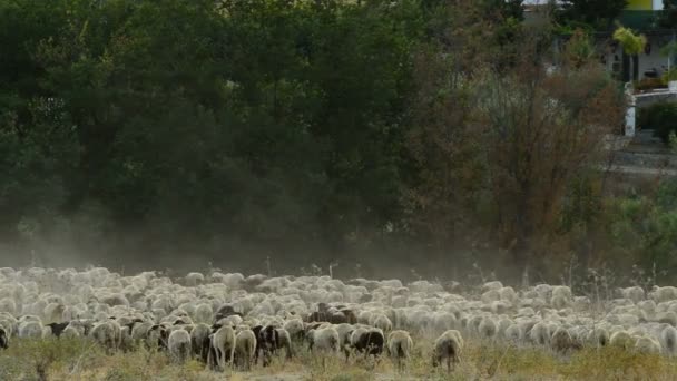 Flock of sheep walking sundown — Stock Video
