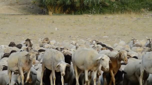 Rebanho de ovelhas a afastar-se ao pôr do sol — Vídeo de Stock