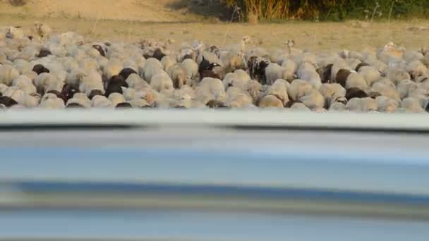 Pecuária, gado ovino caminhando ao pôr do sol — Vídeo de Stock