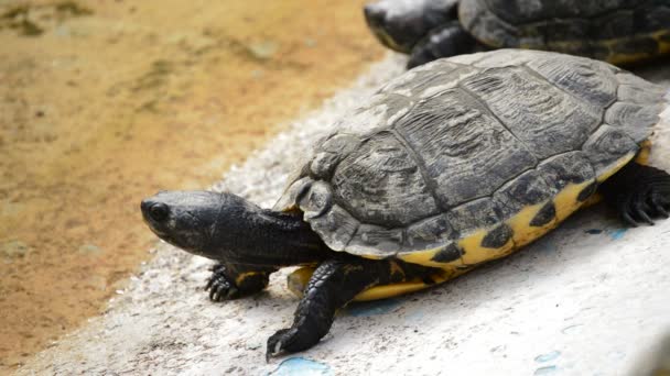 Turtle sunbathing in a side of the river in a zoo moving the neck and head — Stock Video