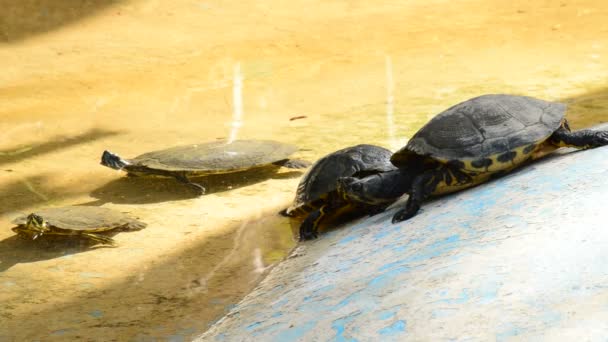 Schildkröte geht zum Schwimmen ins Wasser — Stockvideo