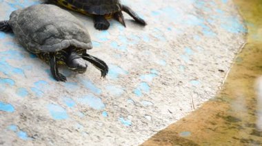 Bir nehir ya da göl doğal bir parkta kıyısına gelen kaplumbağa
