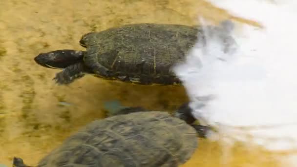 Черепаха плавает в зоопарке — стоковое видео