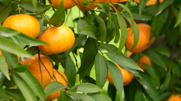 Mandarinen hängen an einem sonnigen Tag im Ast eines Baumes — Stockvideo