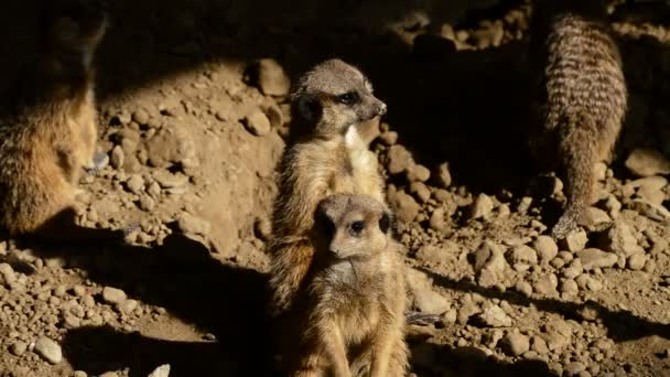 Meerkats suricatas looking around in the desert- Suricata suricatta. — Stock Video