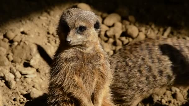 Meerkat wajah suricate melihat-lihat di padang pasir Suricata suricatta — Stok Video