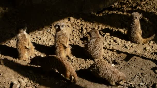 Erdmännchen suricatas schauen sich in der Wüste um - suricata suricatta. — Stockvideo