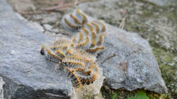 Fila de orugas procesionarias de pinos moviéndose en una roca, Thaumetopoea pityocampa — Vídeo de stock