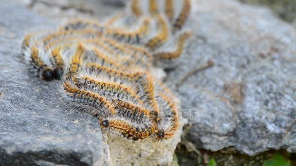 Rad fjärilslarver tallprocessionsspinnaren pines träd flyttar, Thaumetopoea pityocampa — Stockvideo