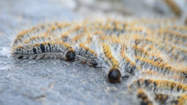 Caterpillars processionary of pines tree moving in a rock, Thaumetopoea pityocampa — Stock Video