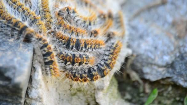 Fila de orugas procesionarias de pinos en una roca, Thaumetopoea pityocampa — Vídeo de stock