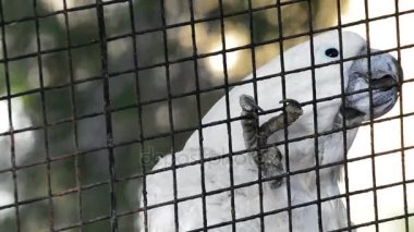 Üzüntü ve pençe ızgara tutsak ifadesi ile kafese kapatılmış beyaz kakadu