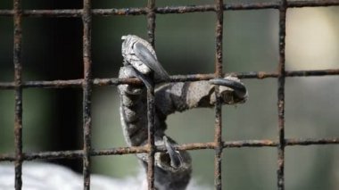 Hayvanat Bahçesi esaret kılavuzunda beyaz kakadu pençe