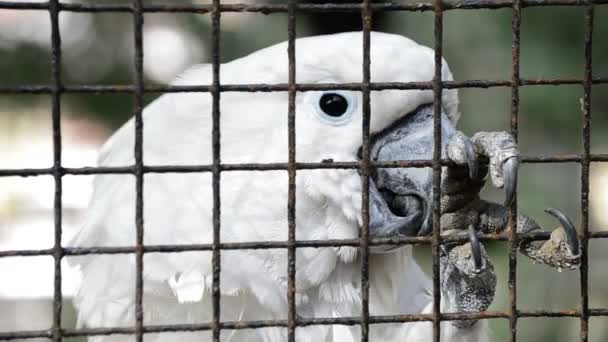 Белый какаду в клетке с выражением грусти и когтей в неволе — стоковое видео