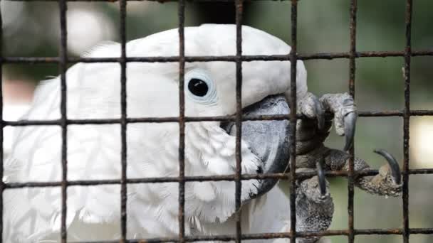 Üzüntü ve pençe zoologic bir esaret içinde ızgara ifadesi ile kafese kapatılmış beyaz kakadu papağan. Cacatua alba. — Stok video