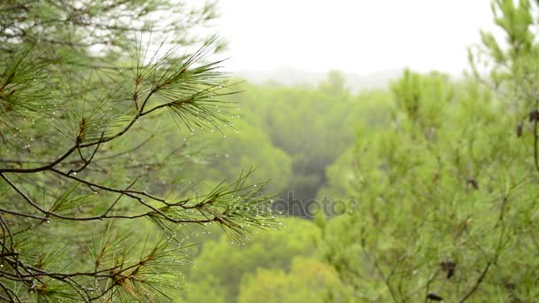 Дождь Над Сосновыми Листьями Дождливый День — стоковое видео