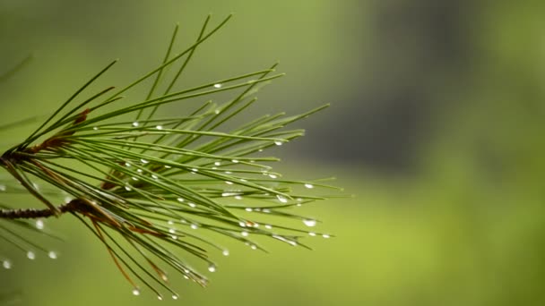 Krople Wody Deszczu Pine Pozostawia Pochmurny Dzień — Wideo stockowe