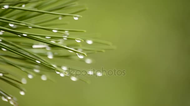 Gotas Lluvia Hojas Pino Día Lluvioso Bosque — Vídeos de Stock