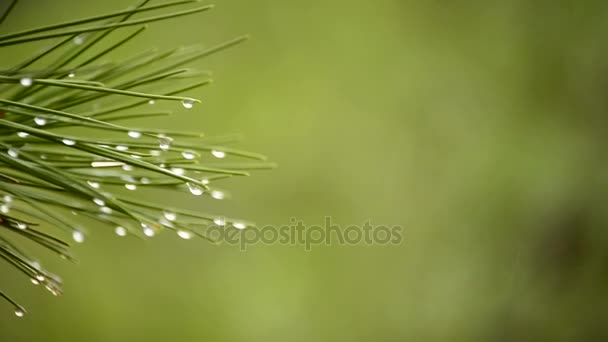 Raindrops Leaves Pine Rainy Day Forest — Stock Video