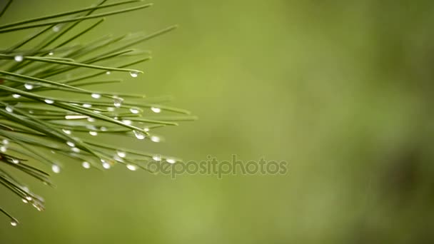 Gotas Lluvia Hojas Pino Día Lluvioso Bosque — Vídeos de Stock