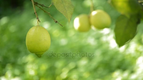 Limon Ağacında Sallanan Limon Meyvesi — Stok video