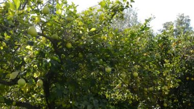 Limon limon bir plantasyon içinde ağaçlar güneşli bir gün