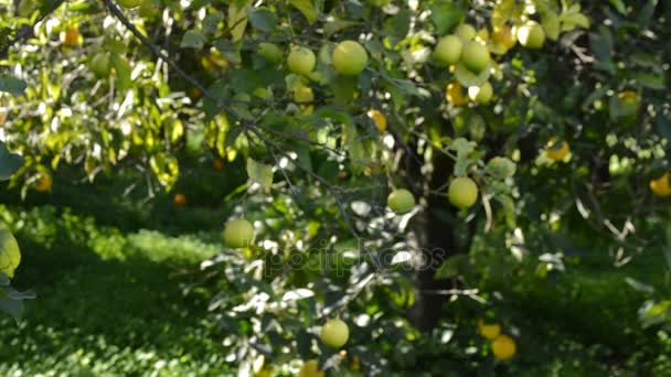 Bir Limon Limon Ağacı Güneşli Bir Gün Yatır — Stok video