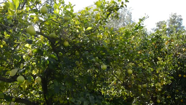 Citroenen Een Plantage Voor Lemon Bomen Een Zonnige Dag — Stockvideo