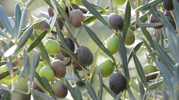 Las Aceitunas Las Frutas Rama Del Olivo — Vídeo de stock