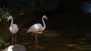 Büyük Flamingo bir bataklık - Phoenicopterus çevresi