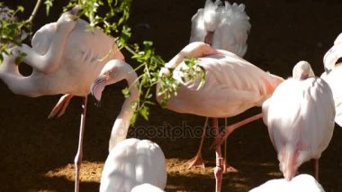 Büyük Flamingo kuşları göle - Phoenicopterus çevresi