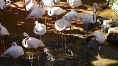 Büyük Flamingo kuşları bir nehir - Phoenicopterus çevresi