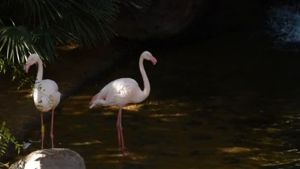 Flamingi Większe Marsh Phoenicopterus Roseus — Wideo stockowe