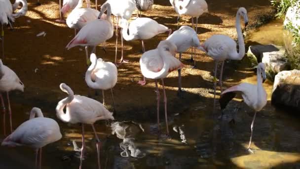 Große Flamingos Vögel Einem Fluss Phoenicopterus Roseus — Stockvideo